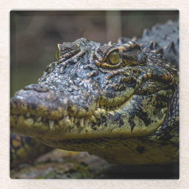 Krokodil Glasuntersetzer (Vorderseite)