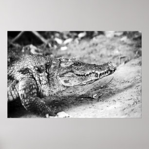 Krokodil im Gambia Poster