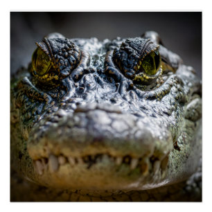 Krokodil im Wasser Poster