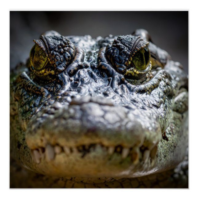 Krokodil im Wasser Poster (Vorderseite)