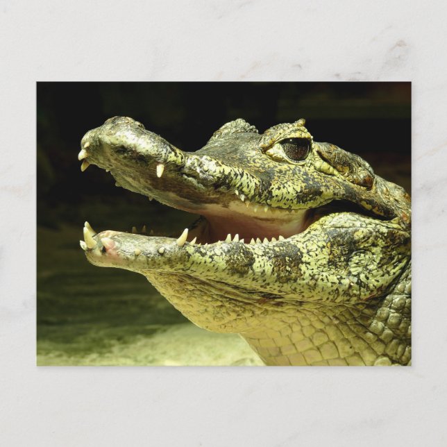 Krokodil / Krokodil Postkarte (Vorderseite)