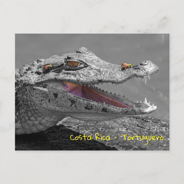 Krokodil lächelnd in Tortuguero - Costa Rica Postkarte (Vorderseite)
