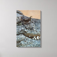 Krokodil