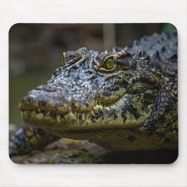Krokodil Mousepad (Vorne)