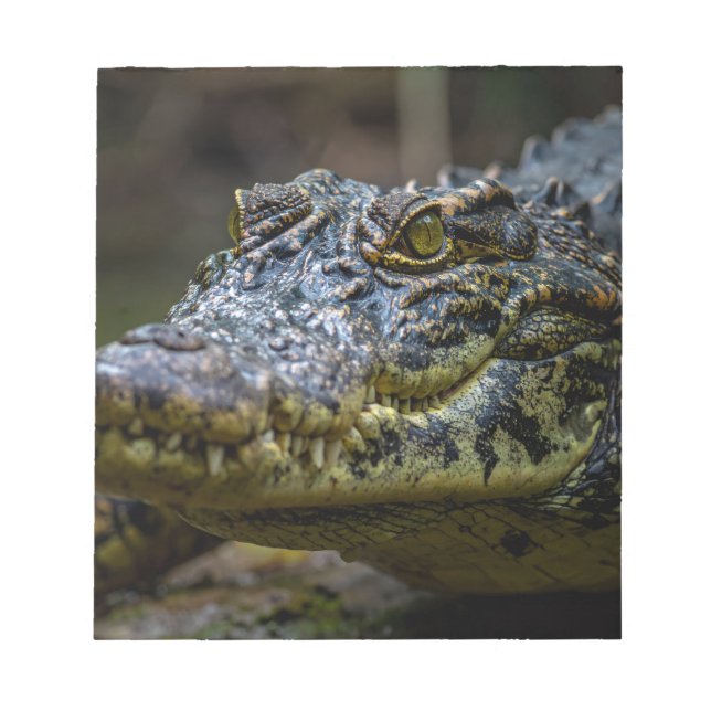 Krokodil Notizblock (Vorderseite)