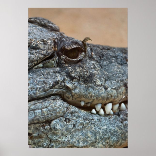 Krokodil Poster (Vorne)