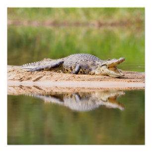 Krokodil Poster