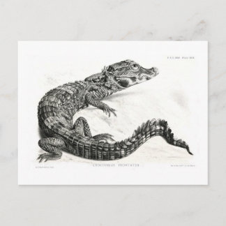 Krokodil Postkarte