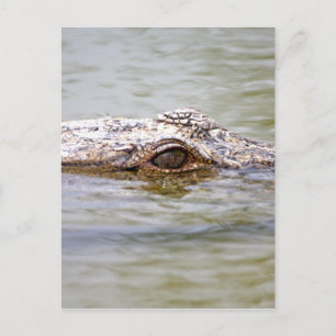 Krokodil Postkarte