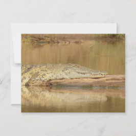 Krokodil postkarte
