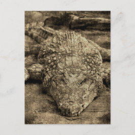 Krokodil Postkarte