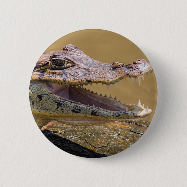 Krokodil-Smahlgang in Tortuguero - Costa Rica Button (Vorderseite)