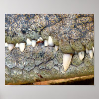Krokodile-Alligator-Zahnposter
