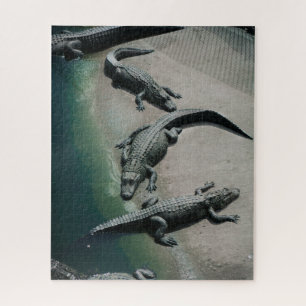 Krokodile auf einem Riverbank