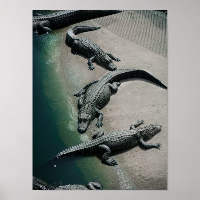 Krokodile auf einem Riverbank Poster (Vorne)