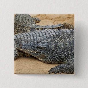 Krokodile Button