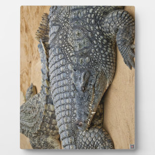 Krokodile Fotoplatte