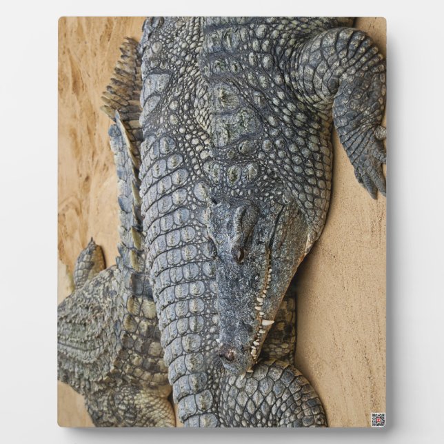 Krokodile Fotoplatte (Vorderseite)