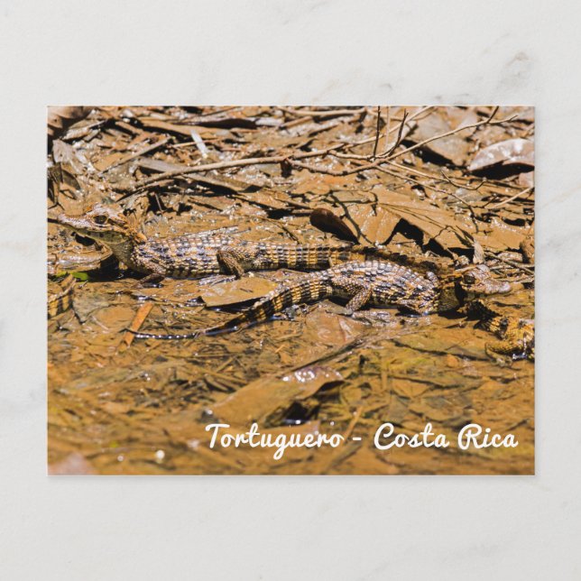Krokodile für Kleinkinder in Tortuguero - Costa Ri Postkarte (Vorderseite)