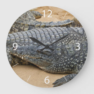 Krokodile Große Wanduhr