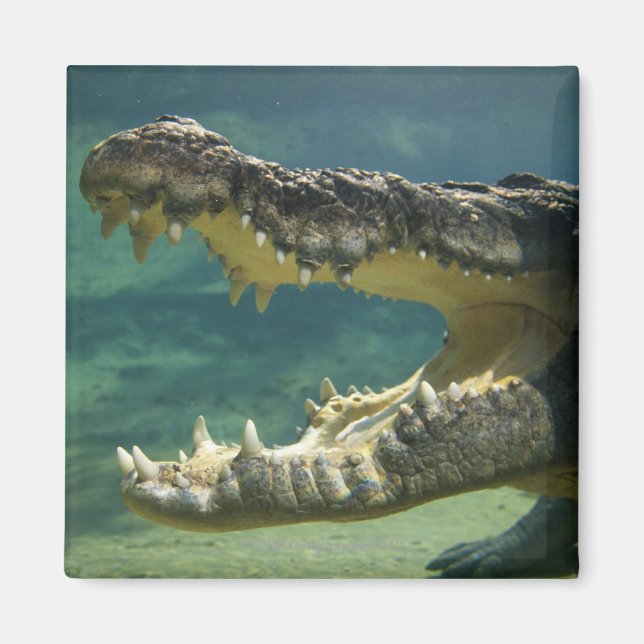 Krokodile Magnet (Vorne)