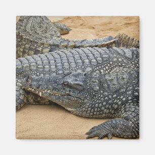 Krokodile Magnet