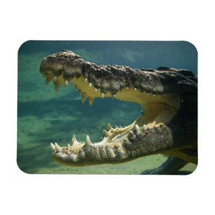 Krokodile öffnen Mund Magnet