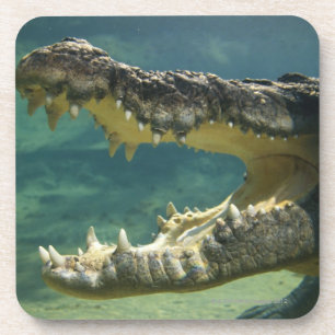 Krokodile öffnen Mund Untersetzer