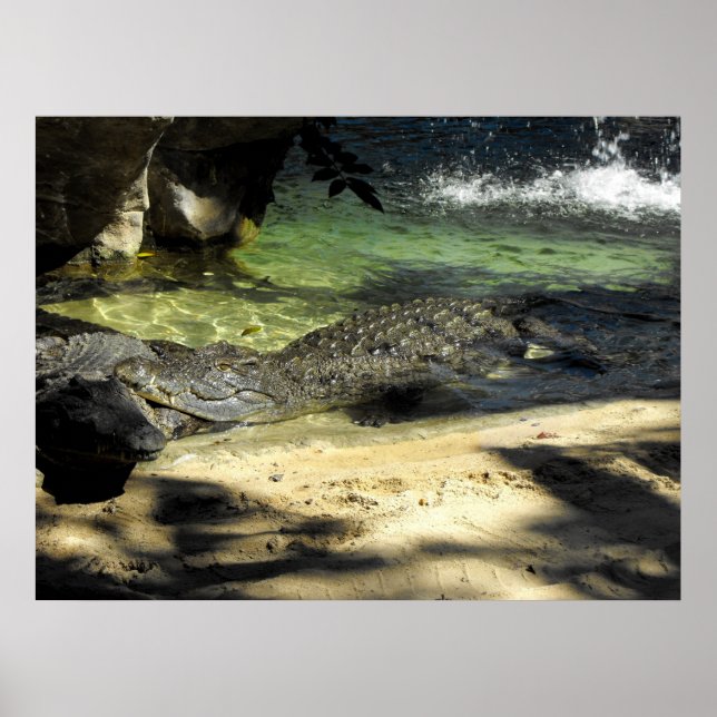 Krokodile Poster (Vorne)