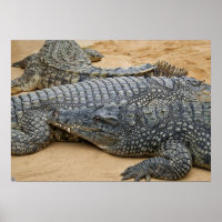 Krokodile
