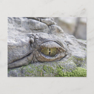 Krokodile Postkarte