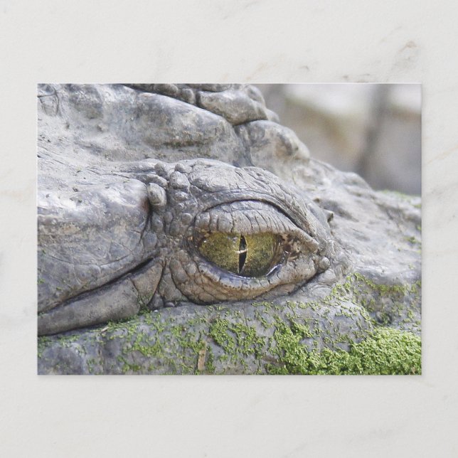Krokodile Postkarte (Vorderseite)