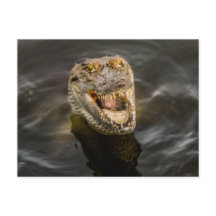 Krokodile Postkarte
