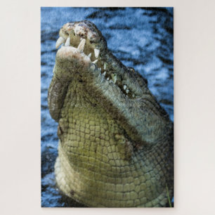 Krokodile Zähne Wasser