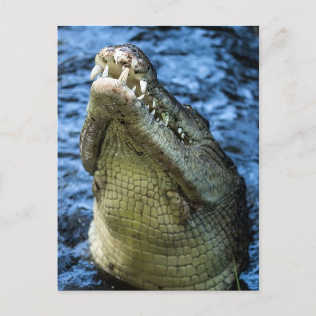 Krokodile Zähne Wasser Postkarte (Vorderseite)