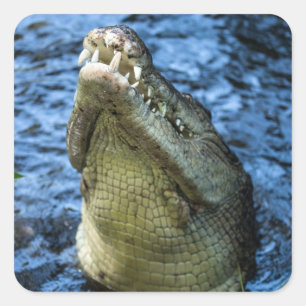 Krokodile Zähne Wasser Quadratischer Aufkleber