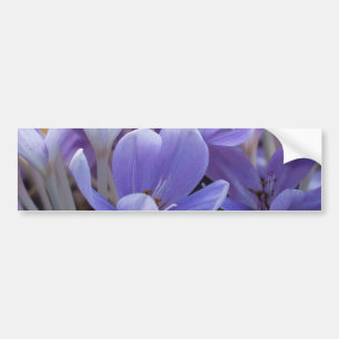Krokus Autoaufkleber