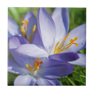 Krokus Fliese