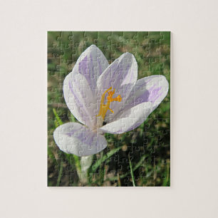 Krokus, Frühling, Blume, Natur, lila, Blüte,