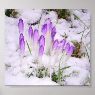 Krokus im Schnee Plakat