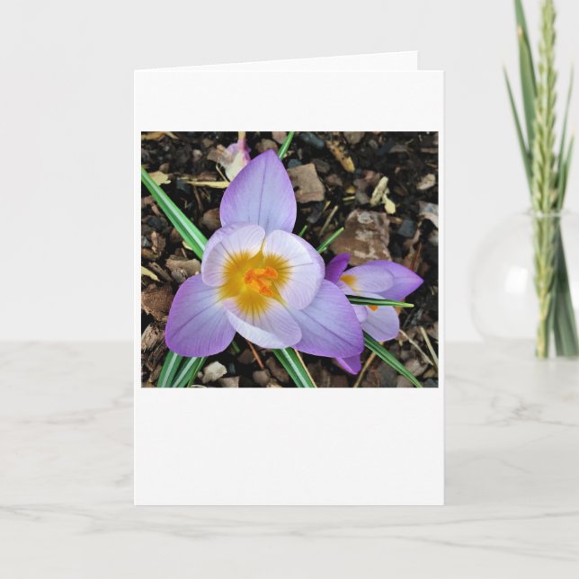 Krokus, Karte (Vorderseite)