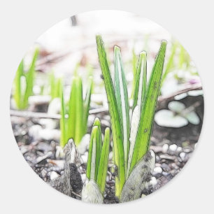Krokus keimt im Früjahr Garten Runder Aufkleber