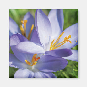 Krokus Magnet