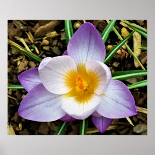 Krokus, Poster