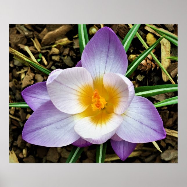 Krokus, Poster (Vorne)