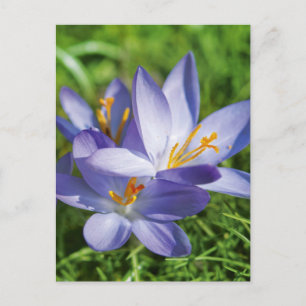 Krokus Postkarte