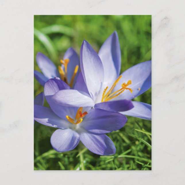 Krokus Postkarte (Vorderseite)