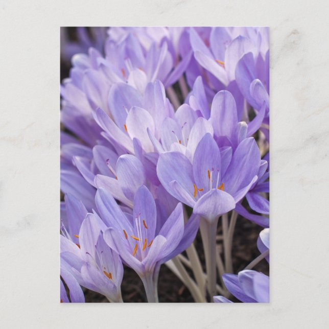Krokus Postkarte (Vorderseite)