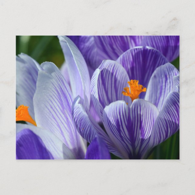 Krokuspostkarte Postkarte (Vorderseite)