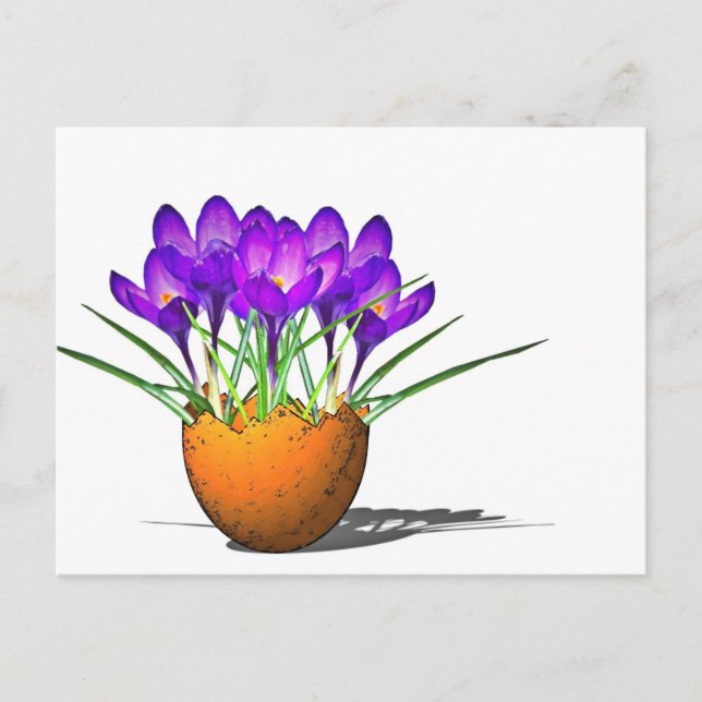Krokusse Postkarte (Vorderseite)